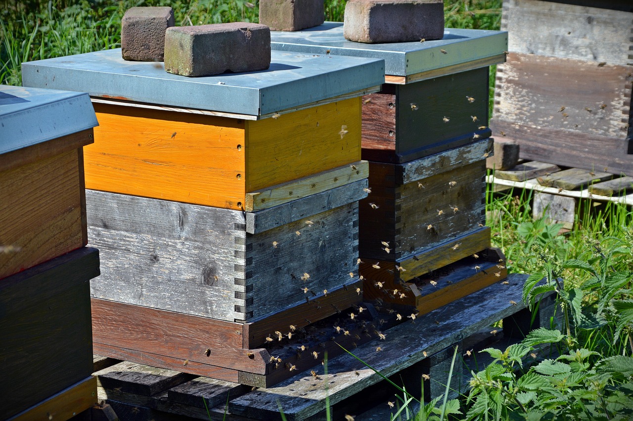 Bees clustered on honeycomb