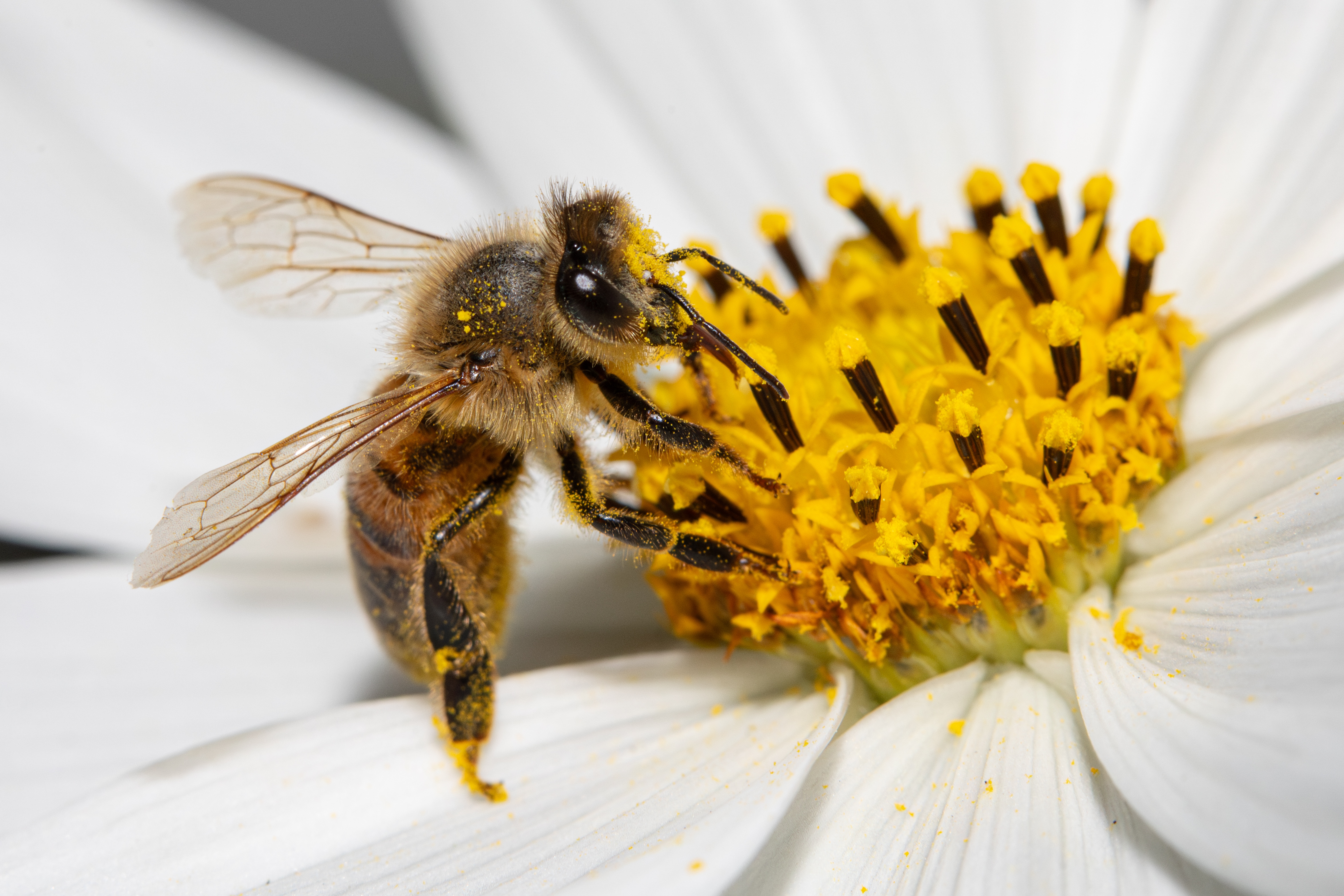 Honey bee on a flower